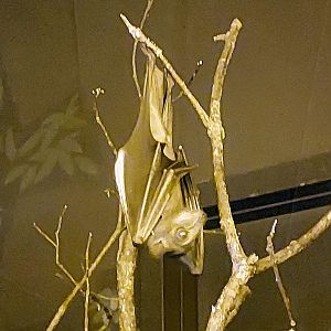 Straw-coloured fruit bat