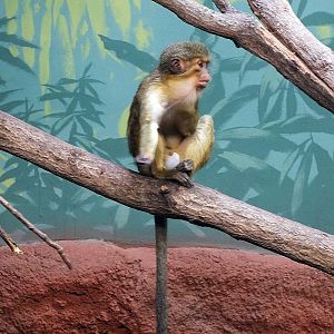 Northern talapoin