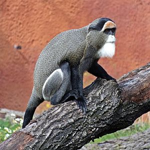 De Brazza's guenon