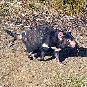 Tasmanian devil