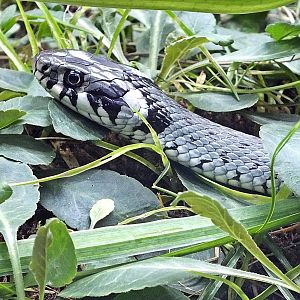Grass snake