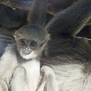 Young silvery gibbon