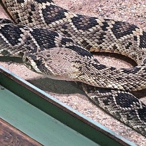 Eastern diamondback rattlesnake