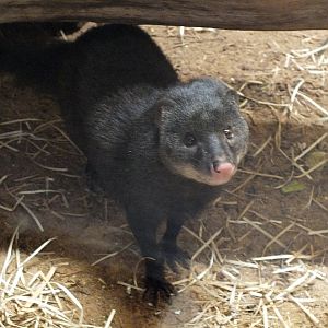 Marsh mongoose