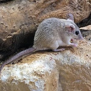 Tibesti spiny mouse