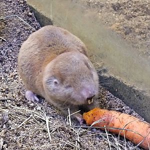 Mechow's mole-rat