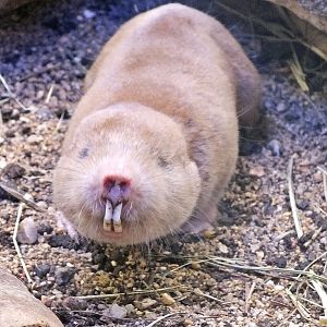 Mechow's mole-rat