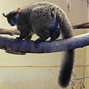 Northern greater galago
