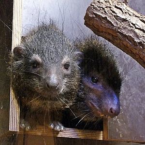 West African tree hyraxes