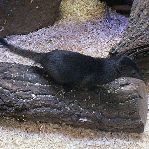 Slender mongoose