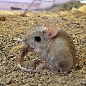 Lesser Egyptian jerboa