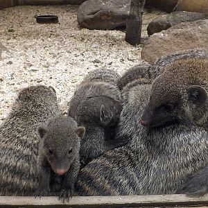 East African banded mongoose kits