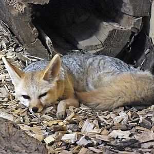 Cape fox