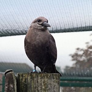 Immature Inca tern