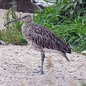 Eurasian curlew
