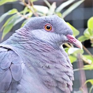 Metallic pigeon