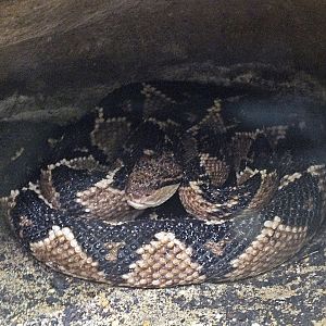 South American bushmaster