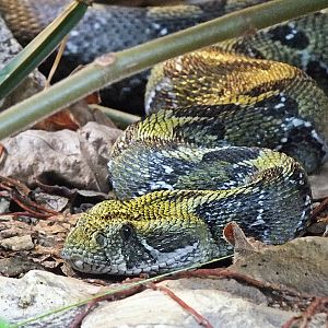Ethiopian mountain adder