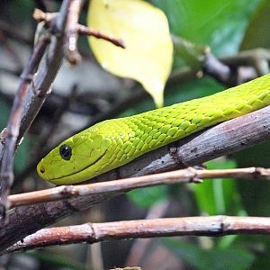 Eastern green mamba