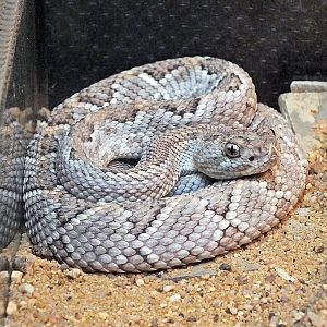 Young Aruba Island rattlesnake
