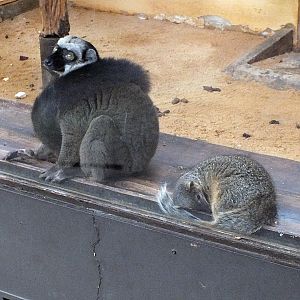 White-headed lemur and narrow-striped boky-boky