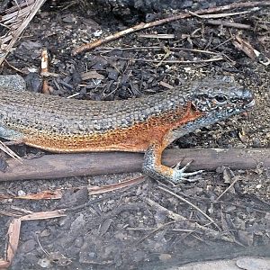 Southeastern girdled lizard