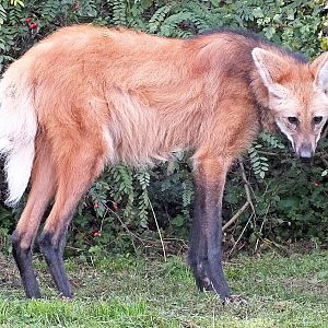 Maned wolf