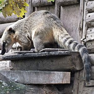 Southern ring-tailed coati