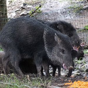 Collared peccaries