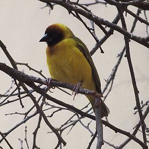 Male vitelline masked weaver