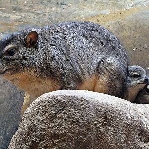 Cape rock hyrax with young