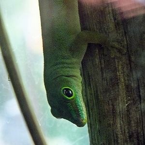 La Digue day gecko