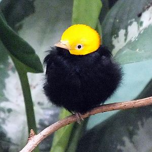 Male golden-headed manakin