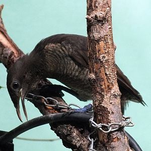 Female king bird-of-paradise