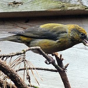 Male red crossbill