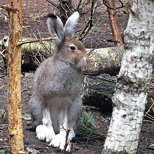 Mountain hare