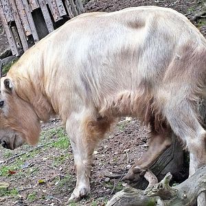 Male golden takin