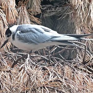 Black tern