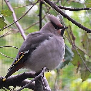 Bohemian waxwing