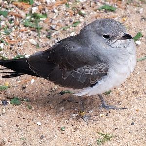 Young collared pratincole