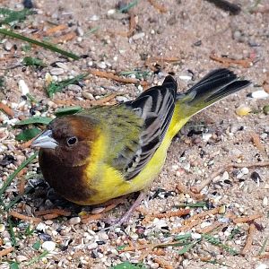 Male red-headed bunting