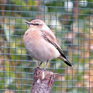 Female northern wheatear