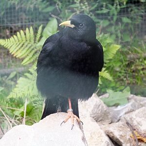 Alpine chough