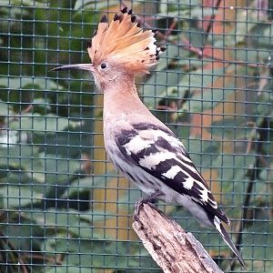 Eurasian hoopoe