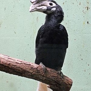 Palawan hornbill