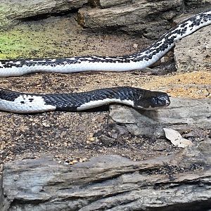 Indochinese spitting cobra