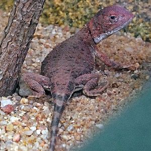 Central Australian earless dragon