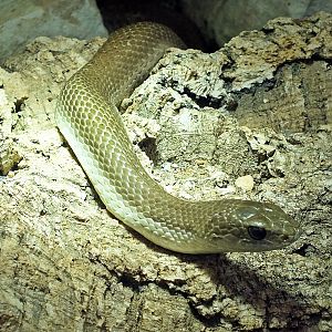 Blonde Madagascar hognose snake