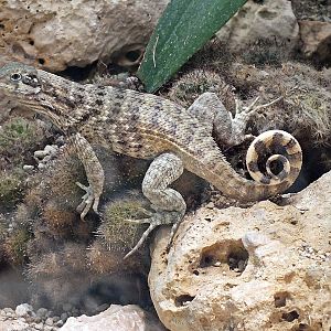 Northern curly-tailed lizard