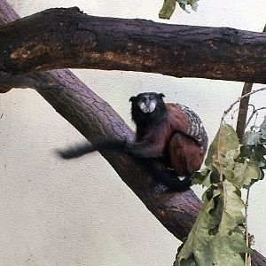 Red-mantled saddle-back tamarin
